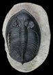 Detailed Zlichovaspis Trilobite - Atchana, Morocco #69748-7